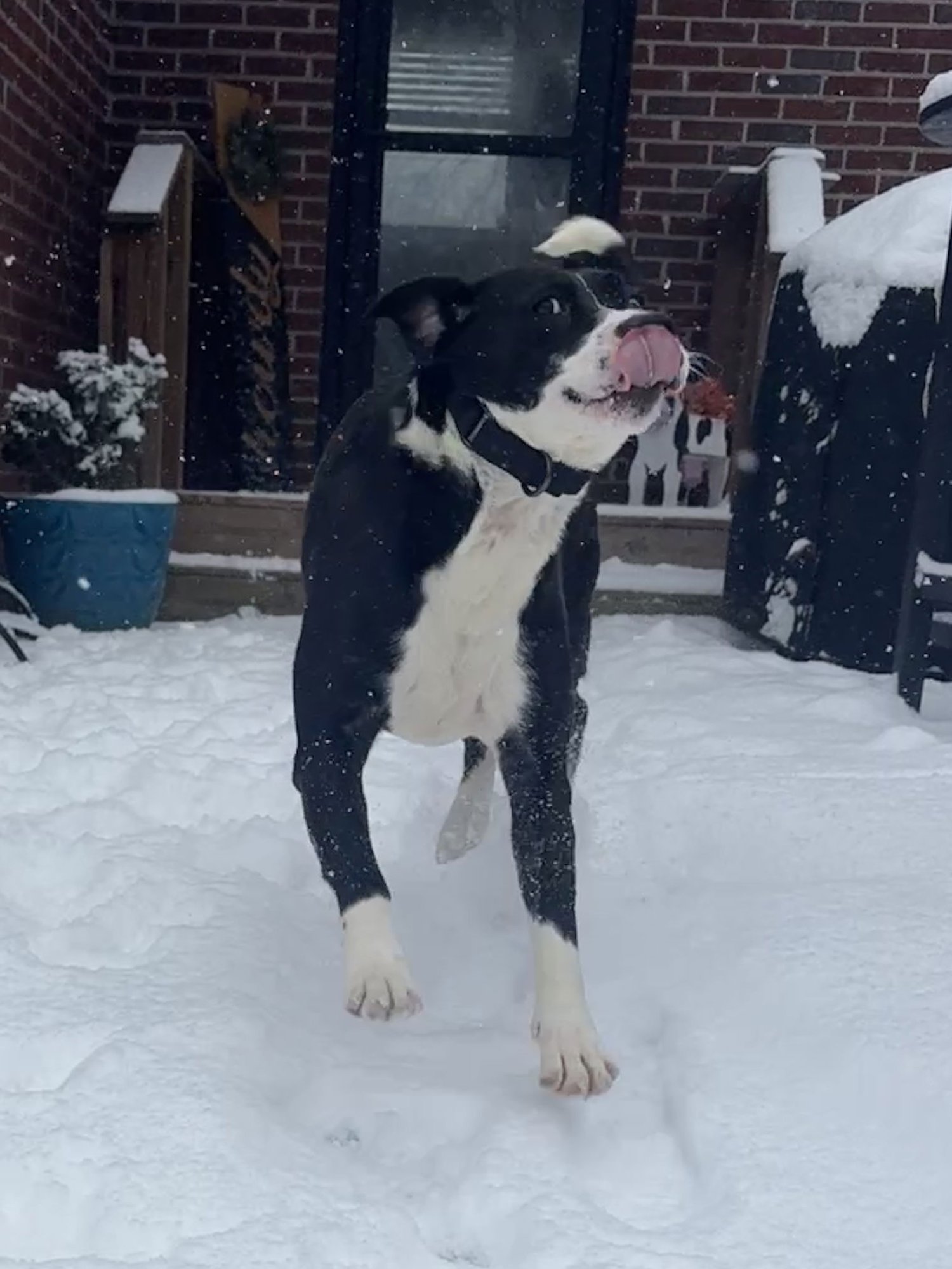 Jiggles (courtesy) - Photo 6