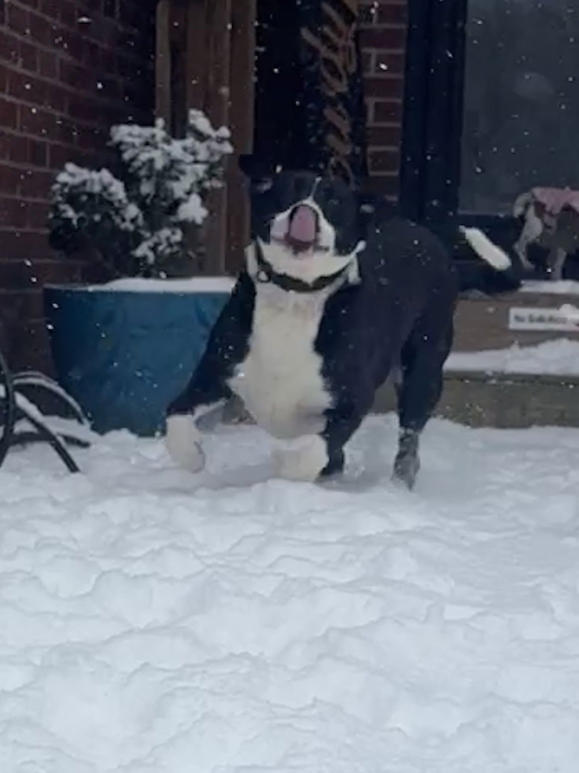 Jiggles (courtesy) - Photo 7