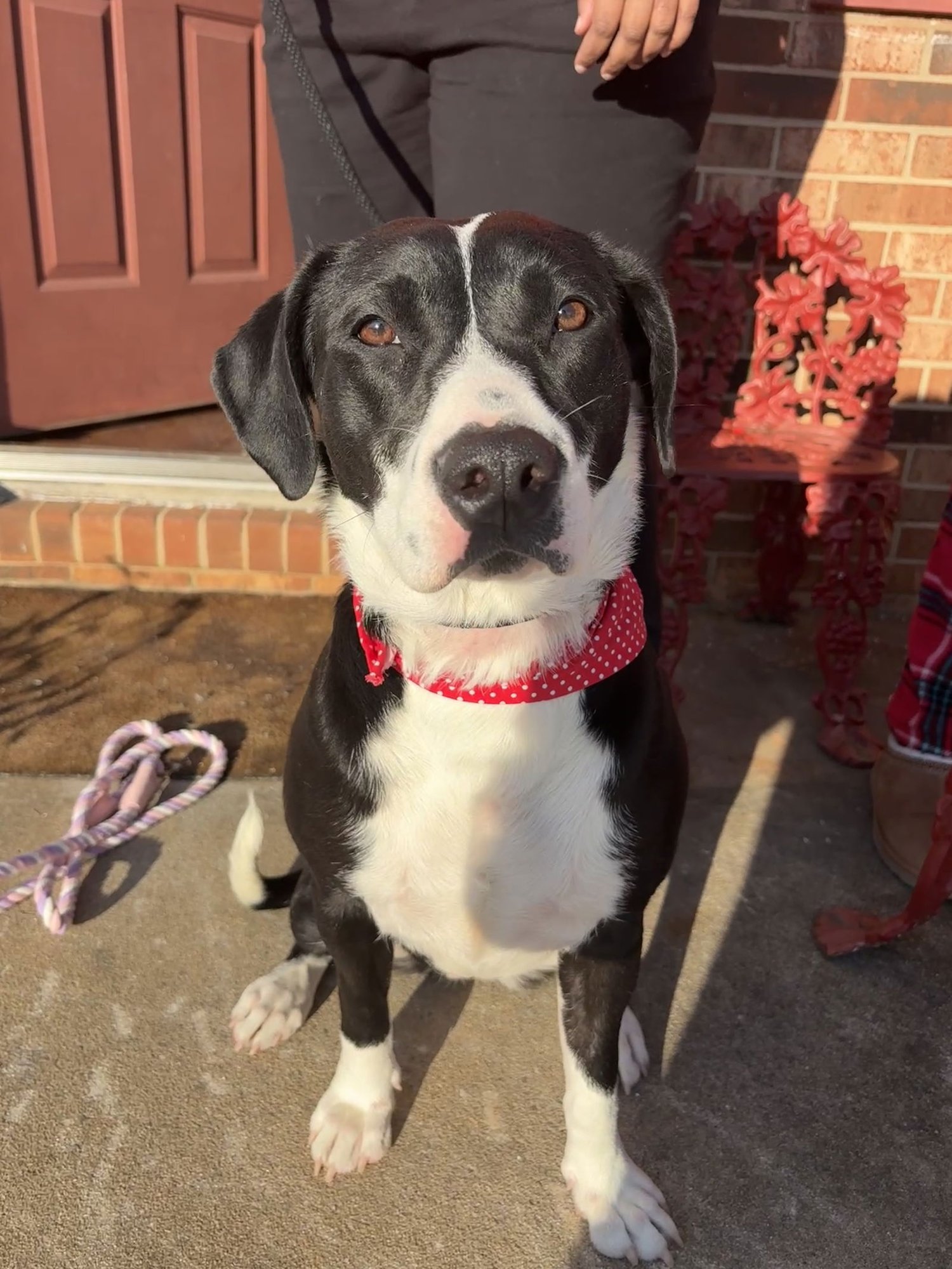 Jiggles (courtesy) - Photo 8