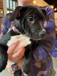 Snickers  Candy Litter (Trixie mom) - Photo 1