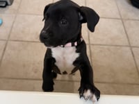 Snickers  Candy Litter (Trixie mom) - Photo 4