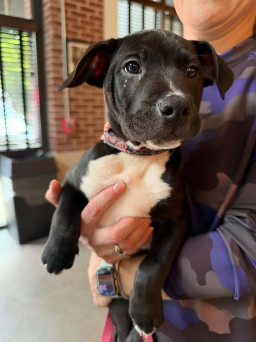 SNICKERS  CANDY LITTER (TRIXIE MOM) - Terrier / American Staffordshire Terrier available for adoption