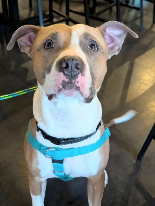 PRINCE - American Staffordshire Terrier / Boxer available for adoption