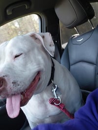 Sadie Mae - Photo 3