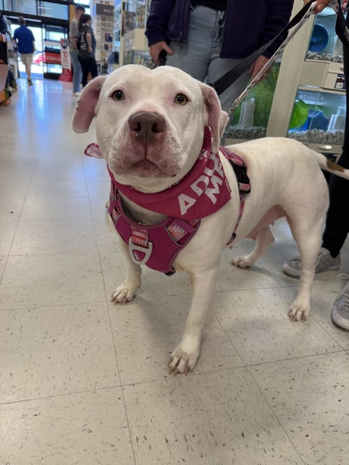 SADIE MAE - American Staffordshire Terrier / Bullmastiff available for adoption