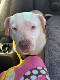 Sadie Mae - Photo 6
