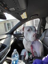 Sadie Mae - Photo 4