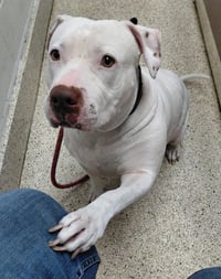 Sadie Mae - Photo 2