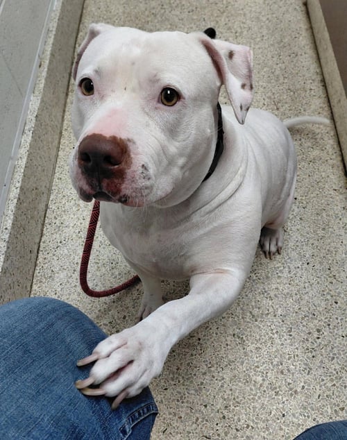 SADIE MAE - American Staffordshire Terrier / Bullmastiff available for adoption
