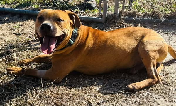 NELSON - Terrier / Chow Chow available for adoption