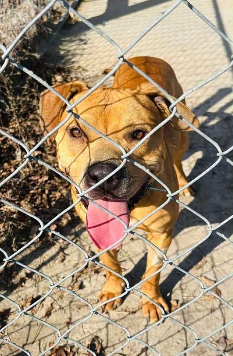 NELSON - Terrier / Chow Chow available for adoption
