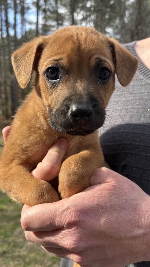 RAJ - BIG BANG LITTER - German Shepherd Dog available for adoption