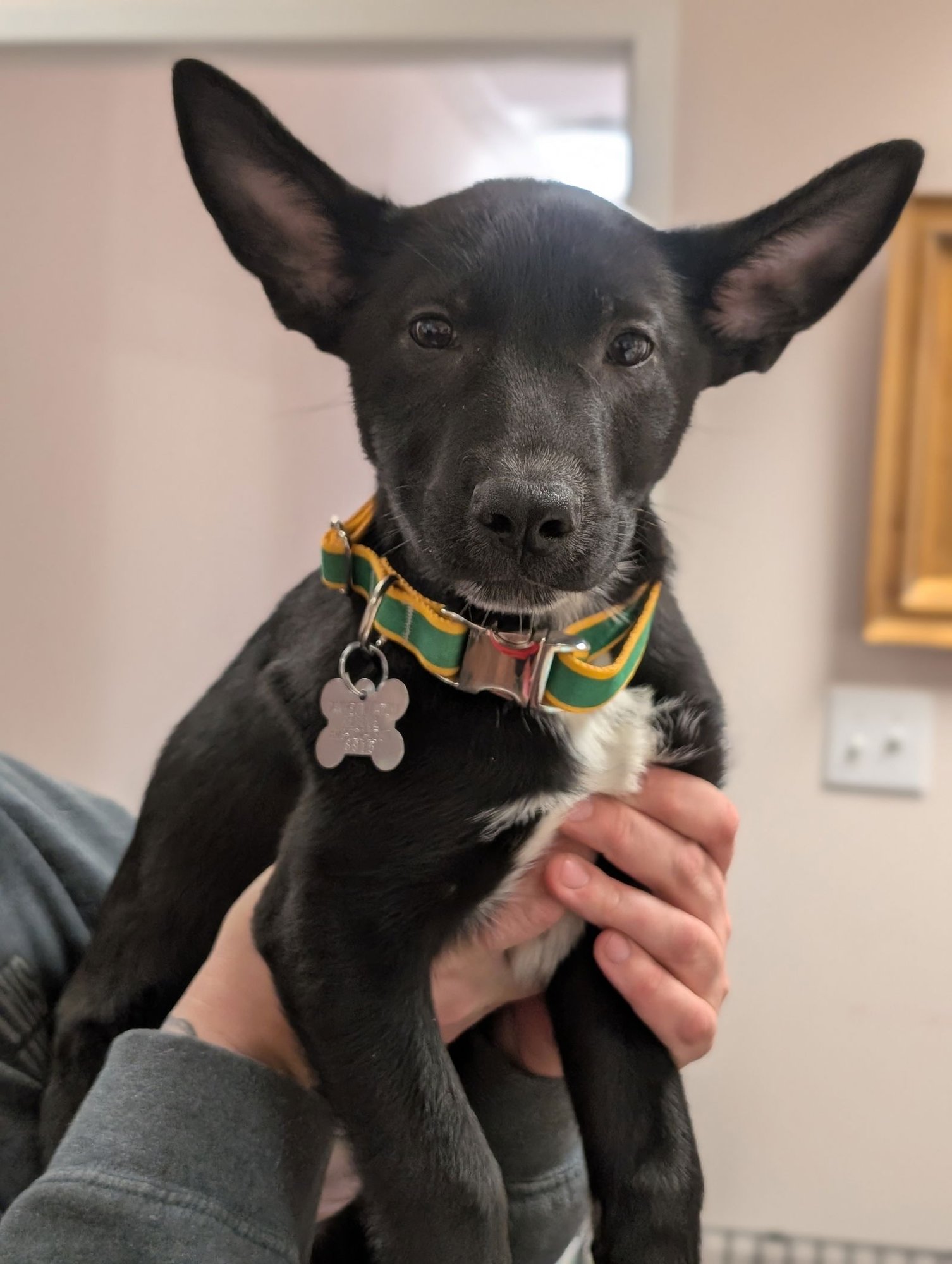 TINA TURNER - Shepherd available for adoption