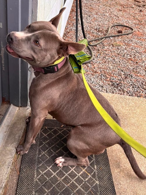 DIAMOND - Staffordshire Bull Terrier available for adoption