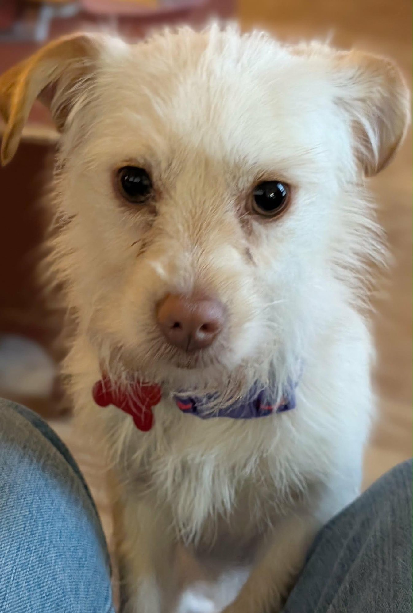 MILLIE - Terrier / Maltese available for adoption