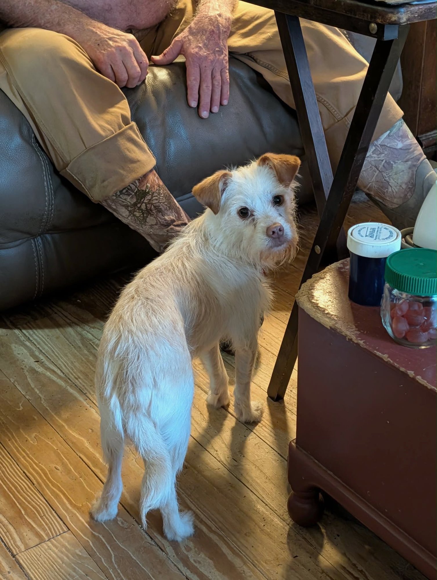 MILLIE - Terrier / Maltese available for adoption