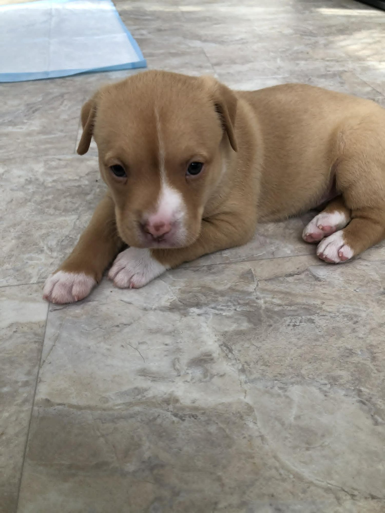 STAR - Terrier available for adoption