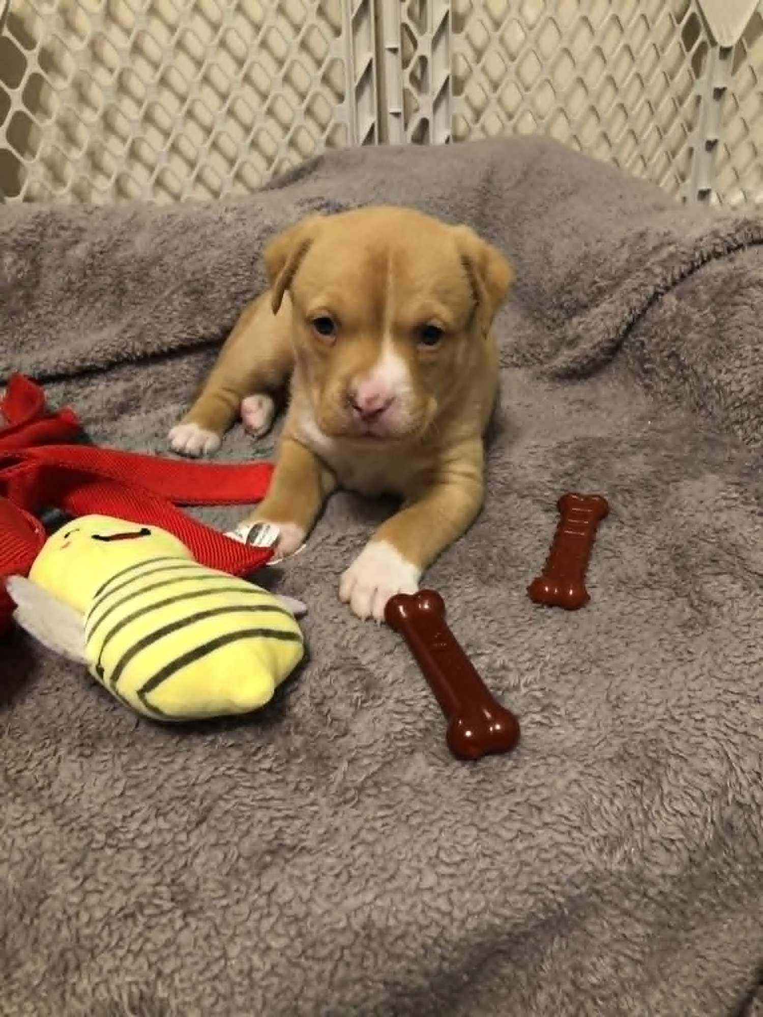 STAR - Terrier available for adoption