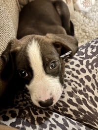Pete - Photo 3