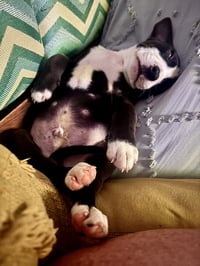 Pete - Photo 2
