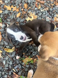 Pete - Photo 4