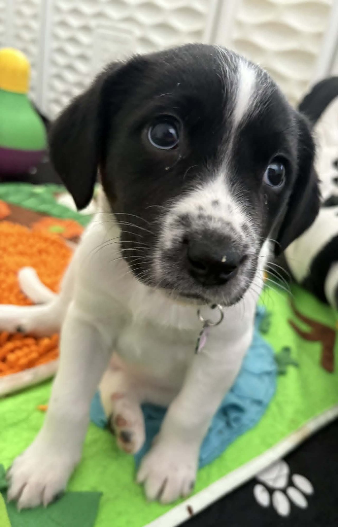 SHELBY - Black Labrador Retriever / Hound available for adoption