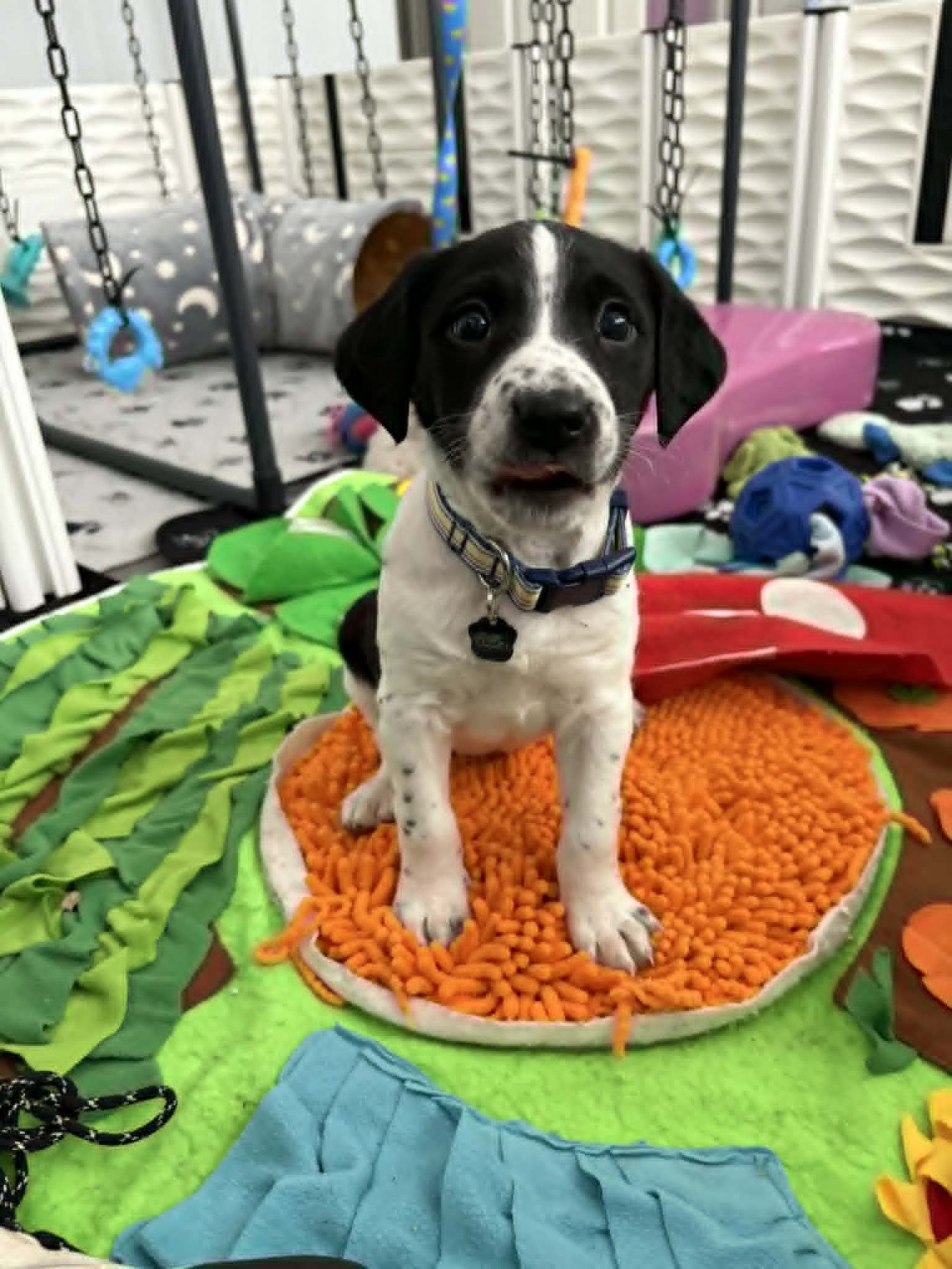 DARBY - Black Labrador Retriever / Hound available for adoption