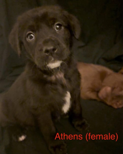 ATHENS - THE CAMPUS CREW LITTER - Labrador Retriever available for adoption