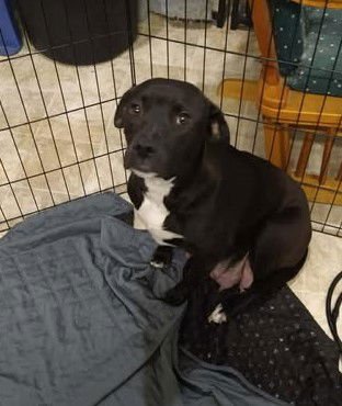 BLOSSOM - Labrador Retriever / American Pit Bull Terrier available for adoption