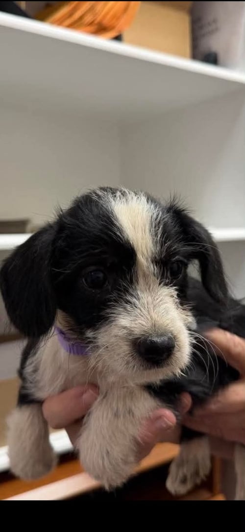 BLOSSOM - "B" LITTER - Terrier / Dachshund available for adoption