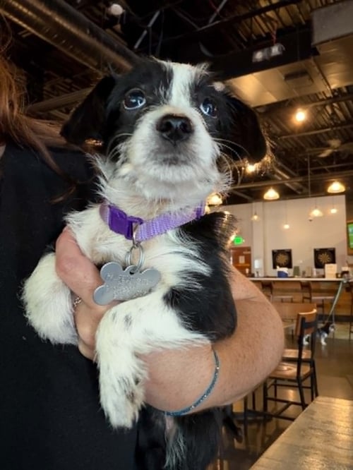 BLOSSOM - "B" LITTER - Terrier / Dachshund available for adoption