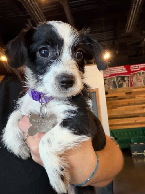 BLOSSOM - "B" LITTER - Terrier / Dachshund available for adoption