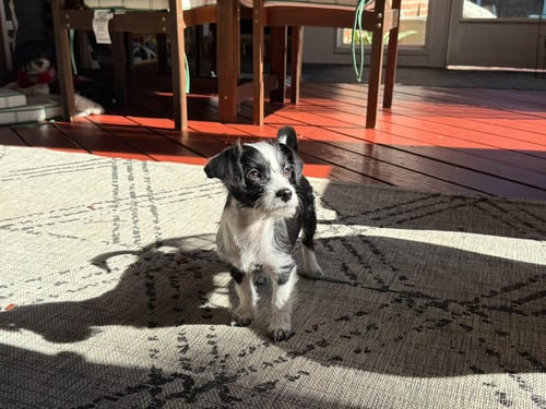 BLOSSOM - "B" LITTER - Terrier / Dachshund available for adoption