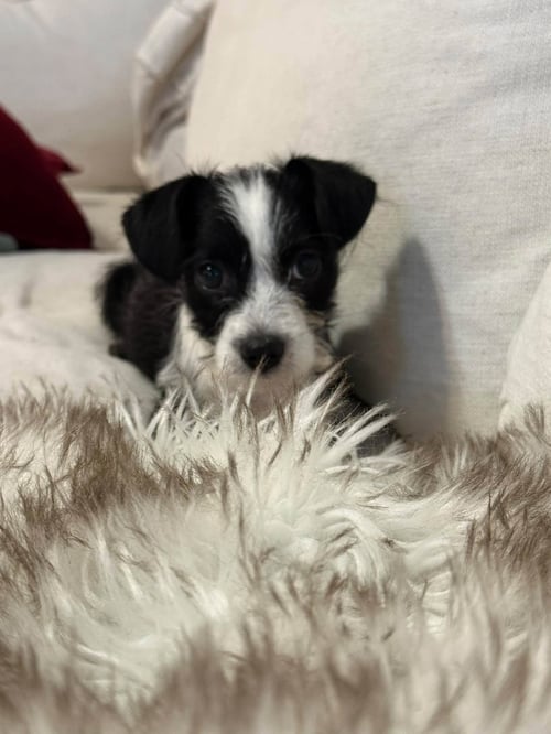BLOSSOM - "B" LITTER - Terrier / Dachshund available for adoption
