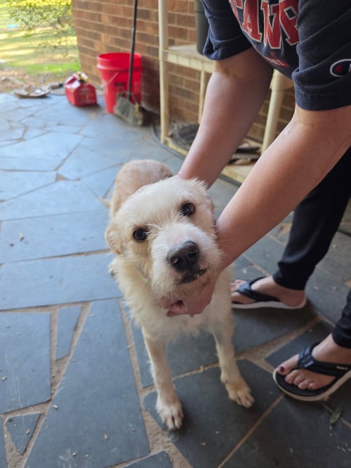 BLANCHE - Terrier / Yellow Labrador Retriever available for adoption