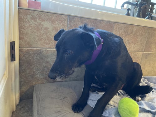 WEATHER - Labrador Retriever available for adoption