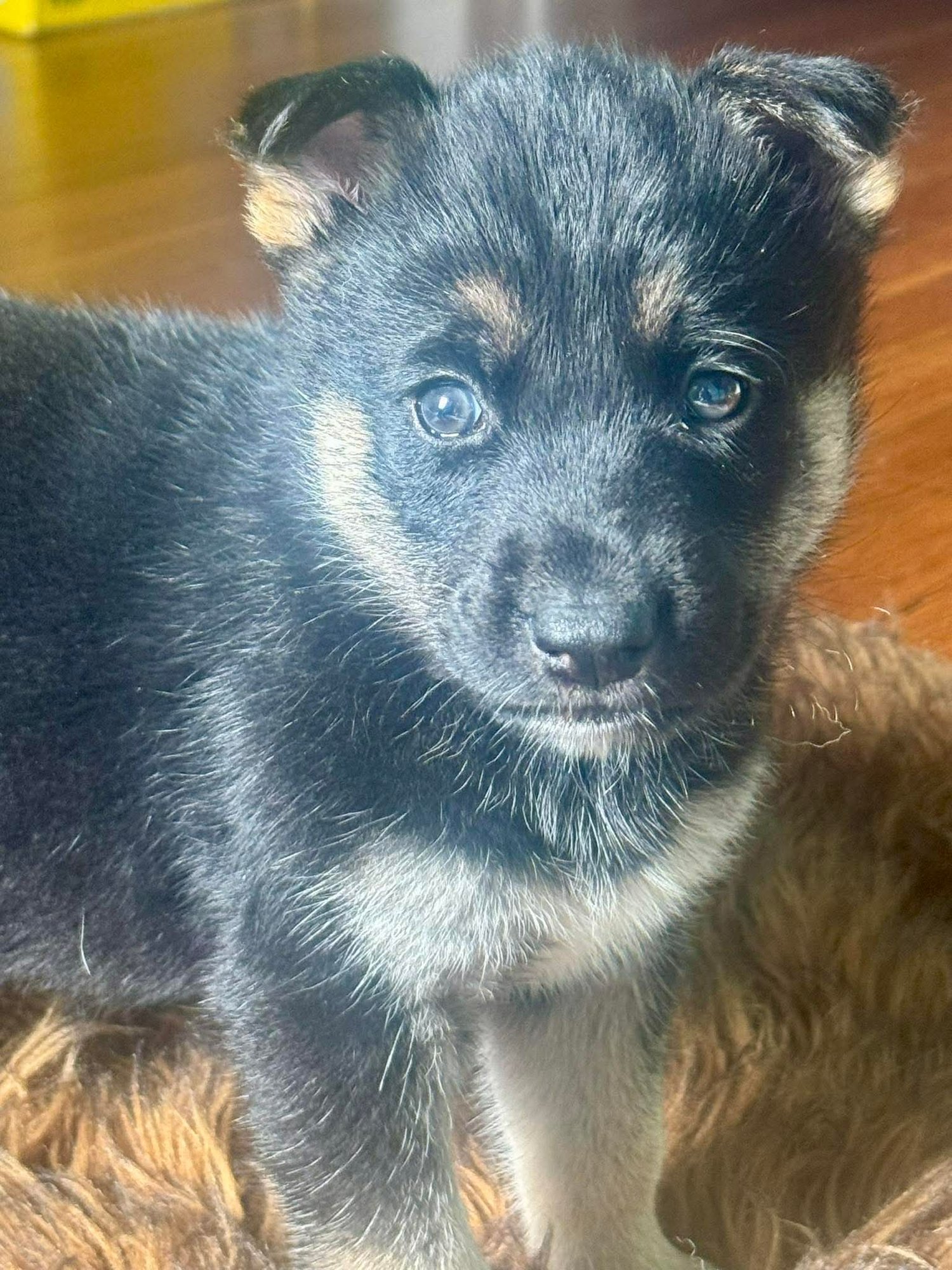 KODAK - Husky available for adoption