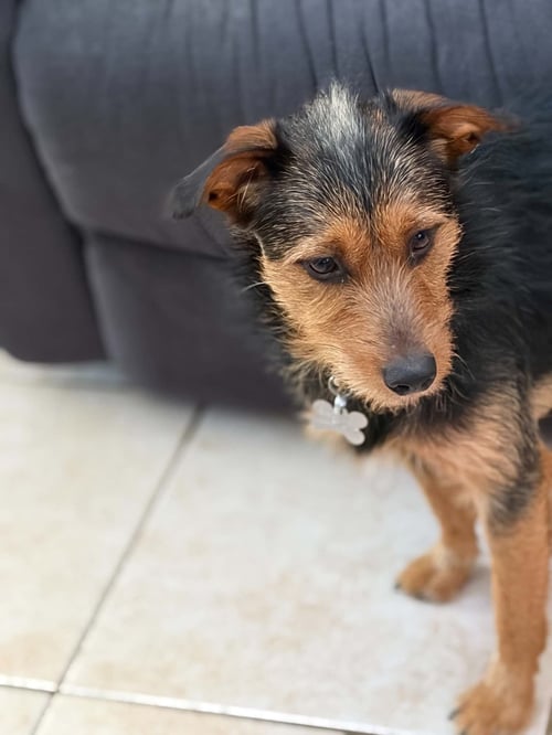 TEDDY SCRUFF - Terrier available for adoption