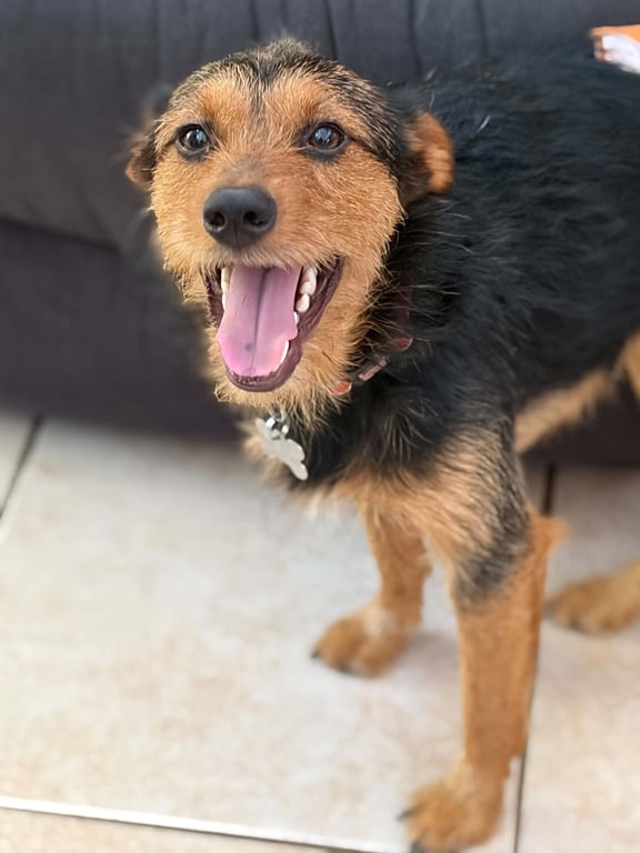 Teddy Scruff Image