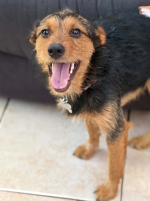 TEDDY SCRUFF - Terrier available for adoption