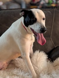 Parker - Louisiana Litter - Photo 15