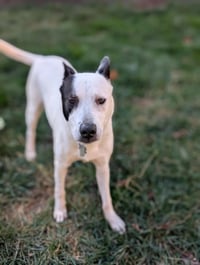 Parker - Louisiana Litter - Photo 11
