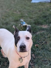 Parker - Louisiana Litter - Photo 13
