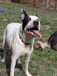 Parker - Louisiana Litter - Photo 3