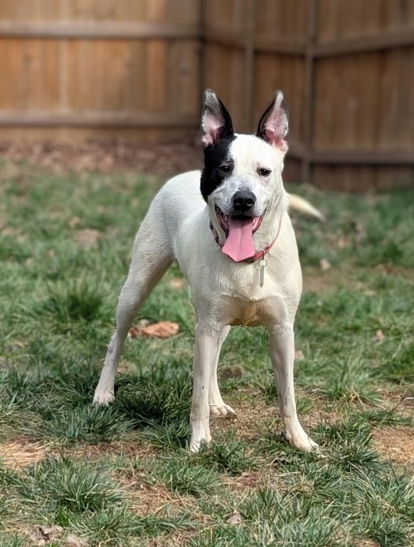 Parker - Louisiana Litter Image