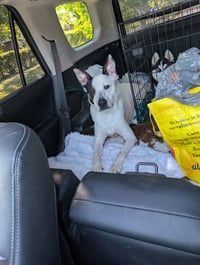 Parker - Louisiana Litter - Photo 8