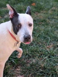 Parker - Louisiana Litter - Photo 10
