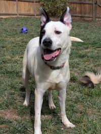 Parker - Louisiana Litter - Photo 19