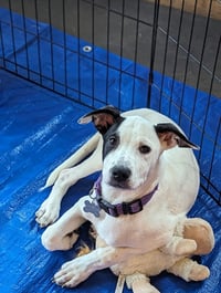 Parker - Louisiana Litter - Photo 16