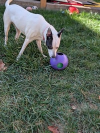 Parker - Louisiana Litter - Photo 14